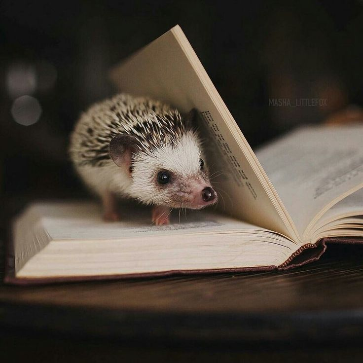 Источник: https://ru.pinterest.com/thebaglady4011/hedgehogs/