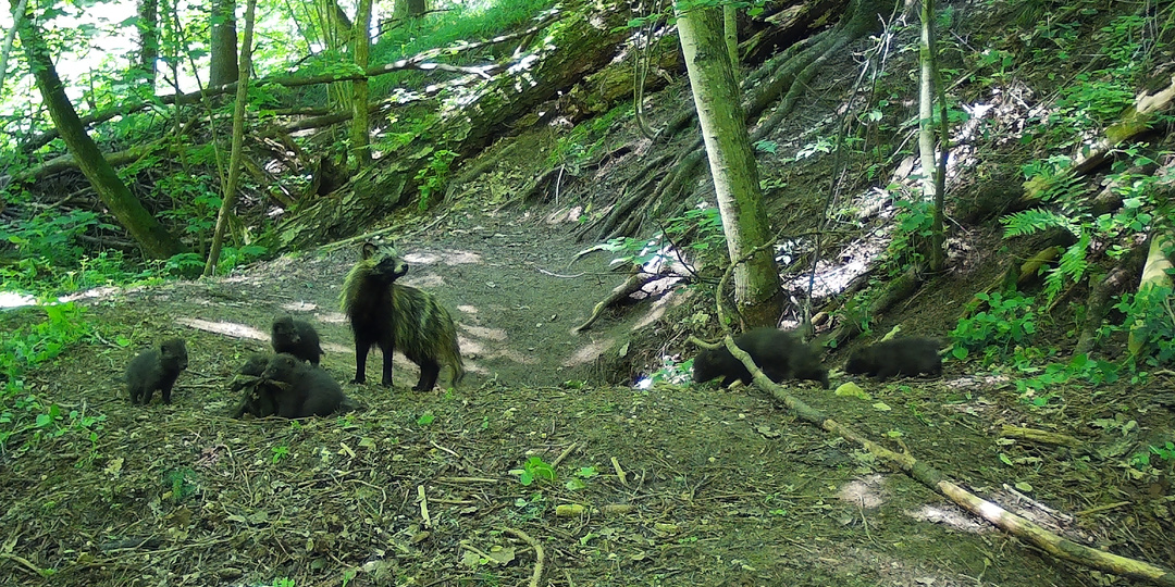 Самые многодетные мамы дикой природы России