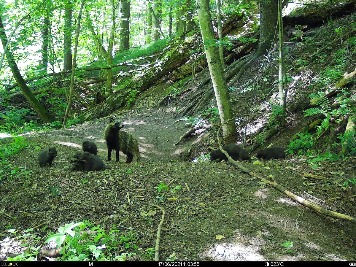 Енотовидная собака с щенками. Фотоловушканационального парка "Угра". Александр Шведов