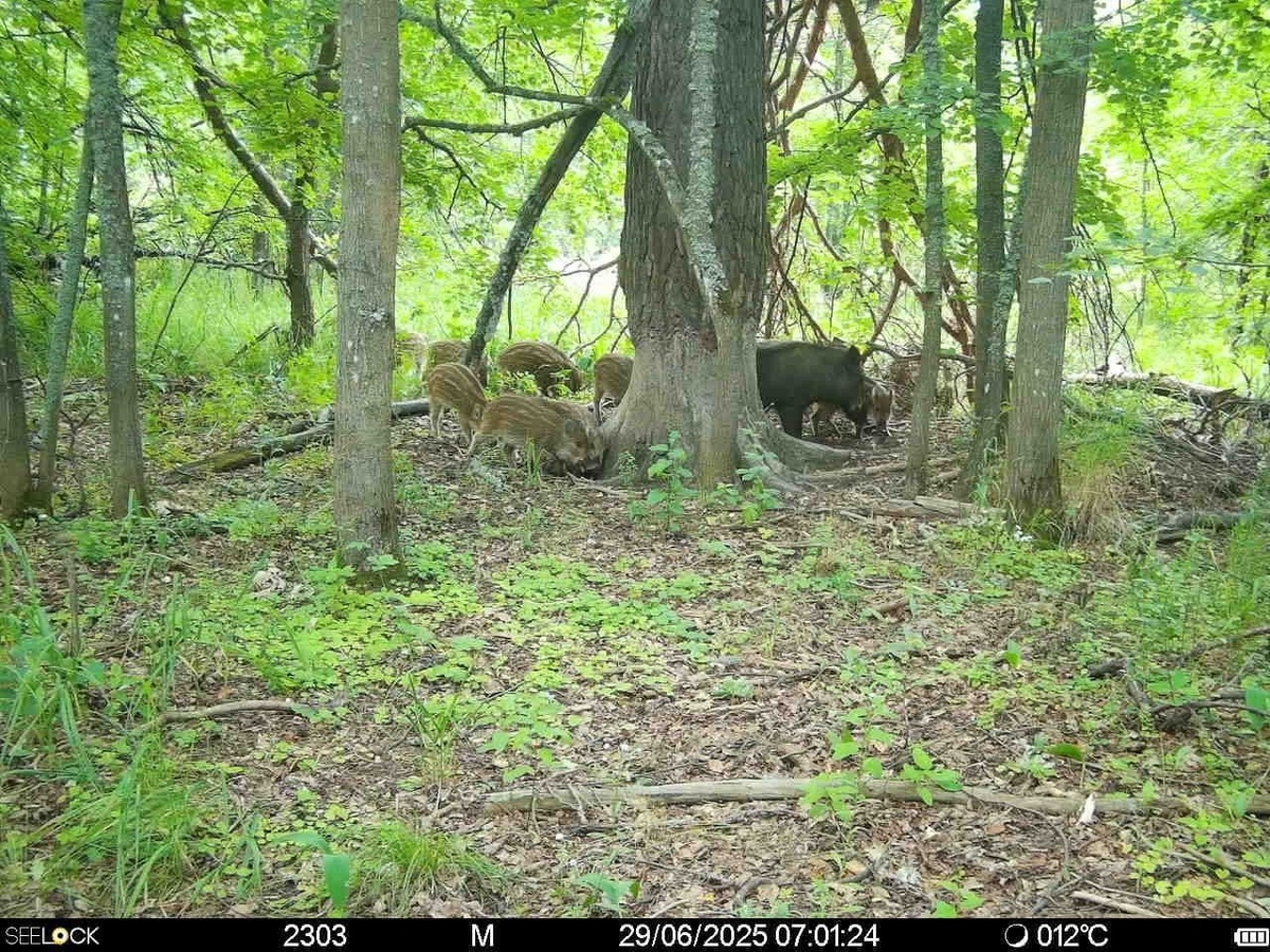 Самка кабана с потомством. Окский заповедник