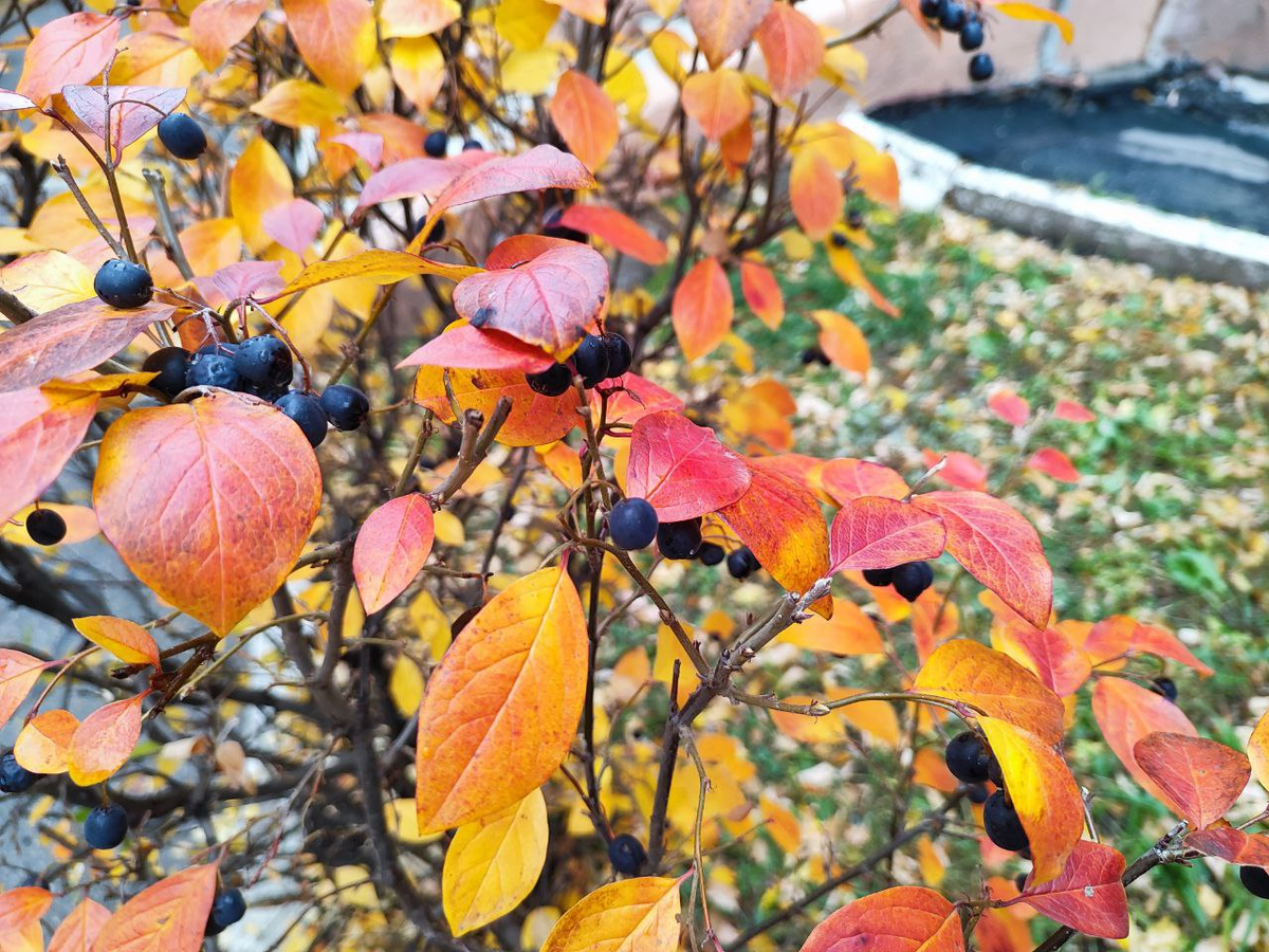 Фото автора.