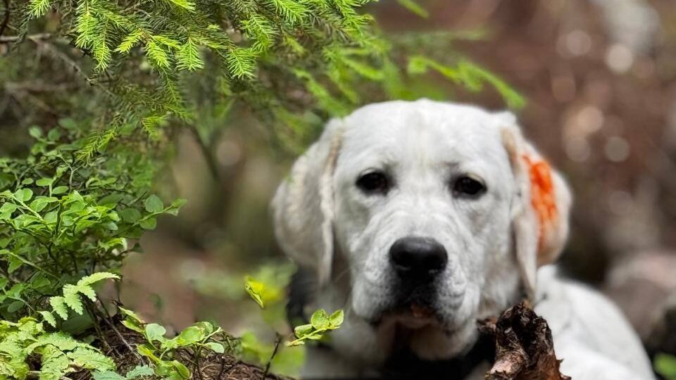 Халва — будущий помощник незрячих