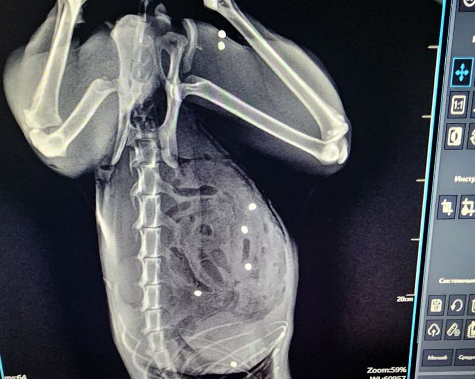     / Источник: Мосветобъединение