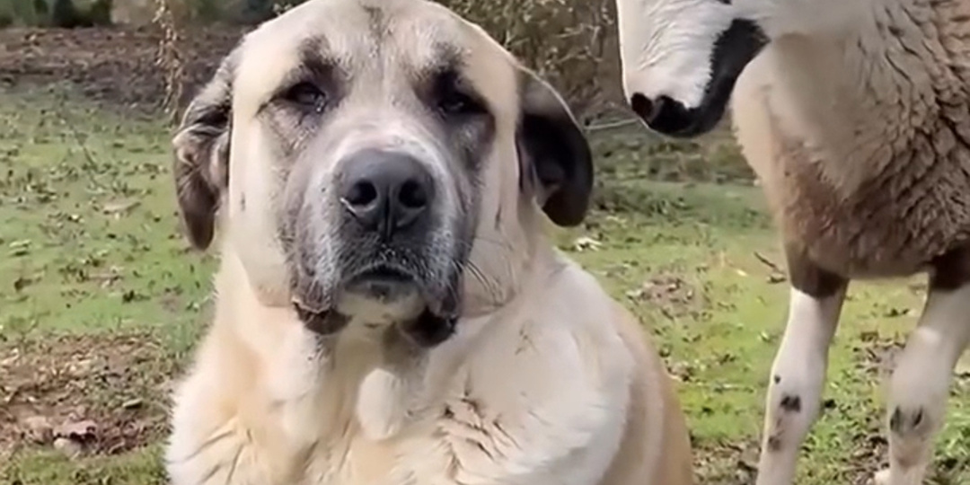 Невероятные союзы: забавные и трогательные истории межвидовой дружбы животных