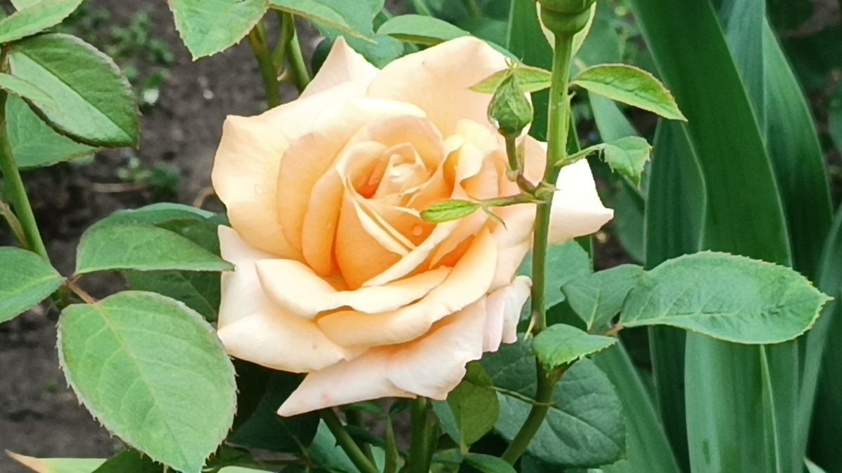 Роза Warm Wishes (Ворм Вишес)