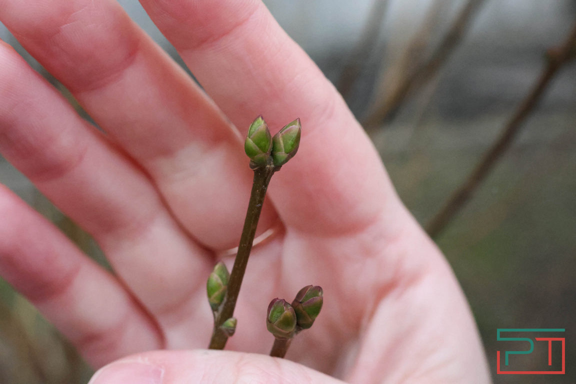 Жители Казани начали замечать, что на деревьях и кустарниках начали набухать почки.
Фото: Юлия Бидун / «РТ»