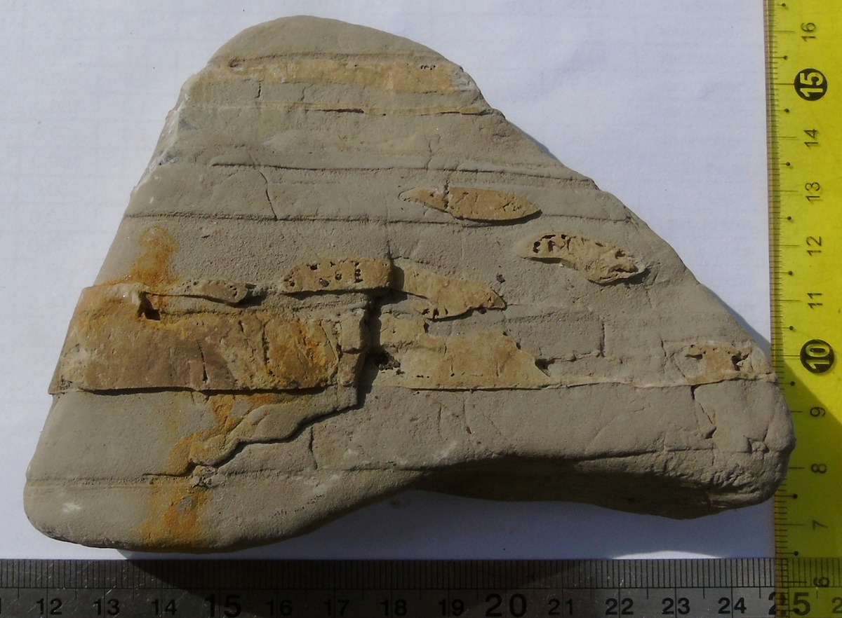 Песчаник с хтдами илоедов