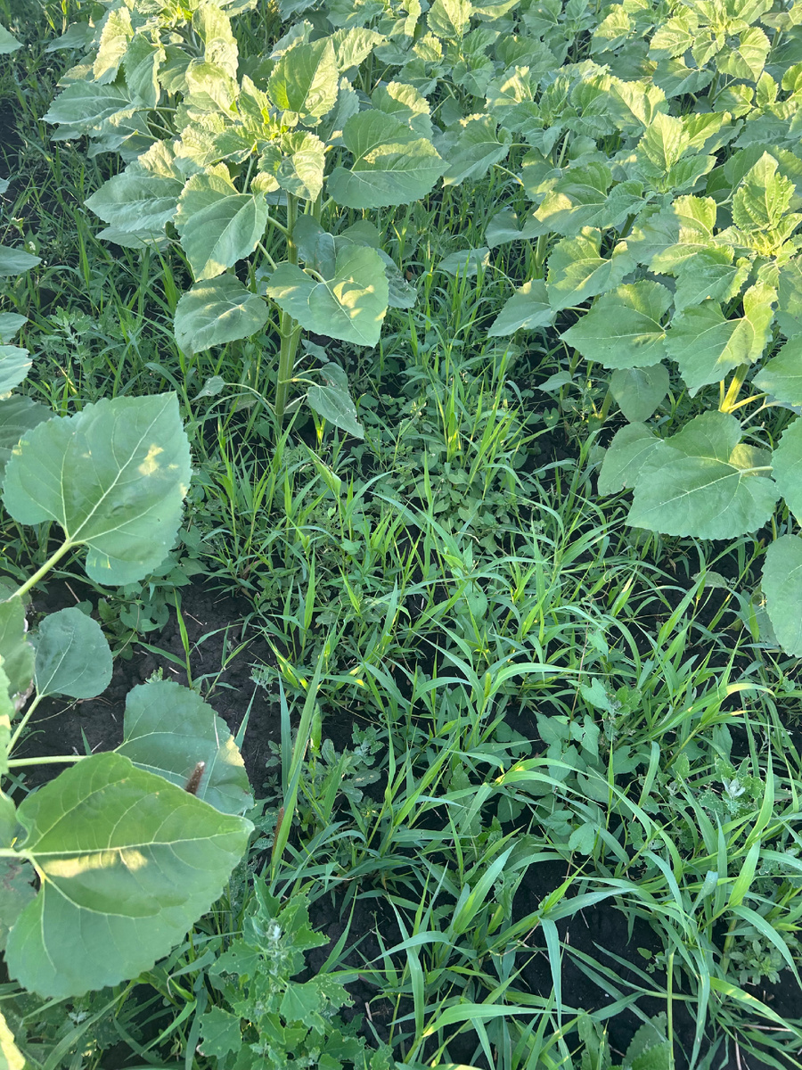 Распространение сорняков на полях подсолнечника