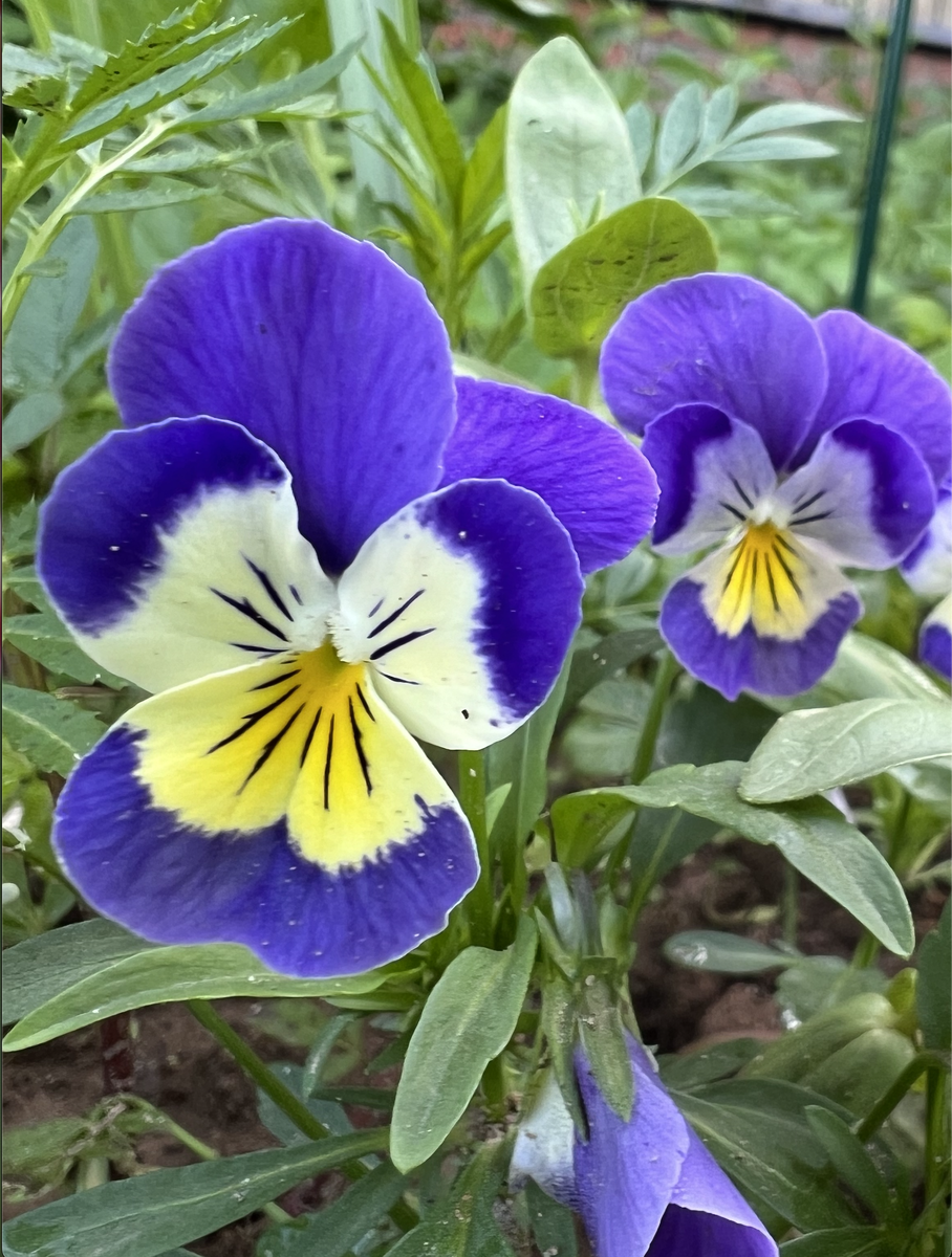 Дачный цветок 2025 года из рассады  питомника "САДКО"