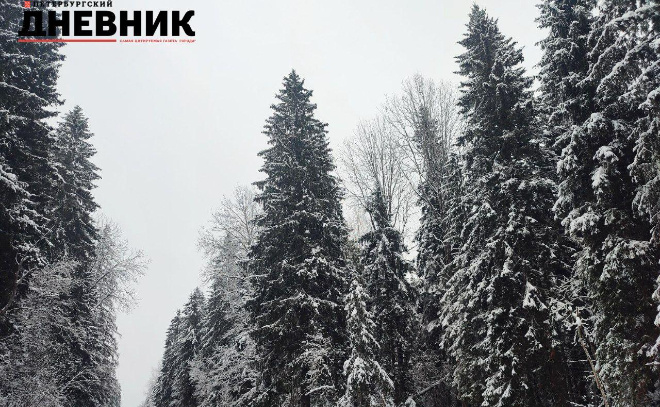    © Александр Глуз / «Петербургский дневник»