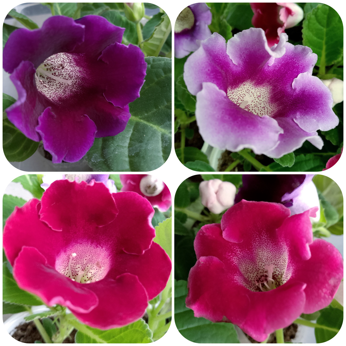 Цветут и цветут, ничего удивительного