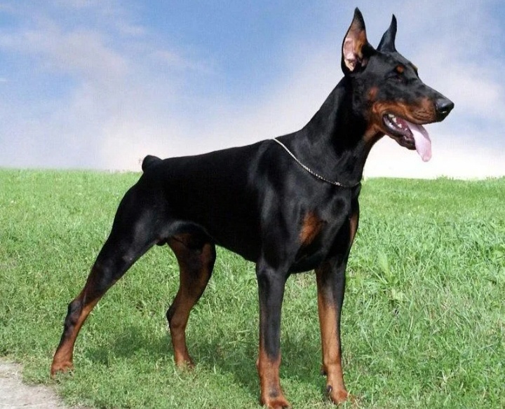 Фото из Яндекс источников.