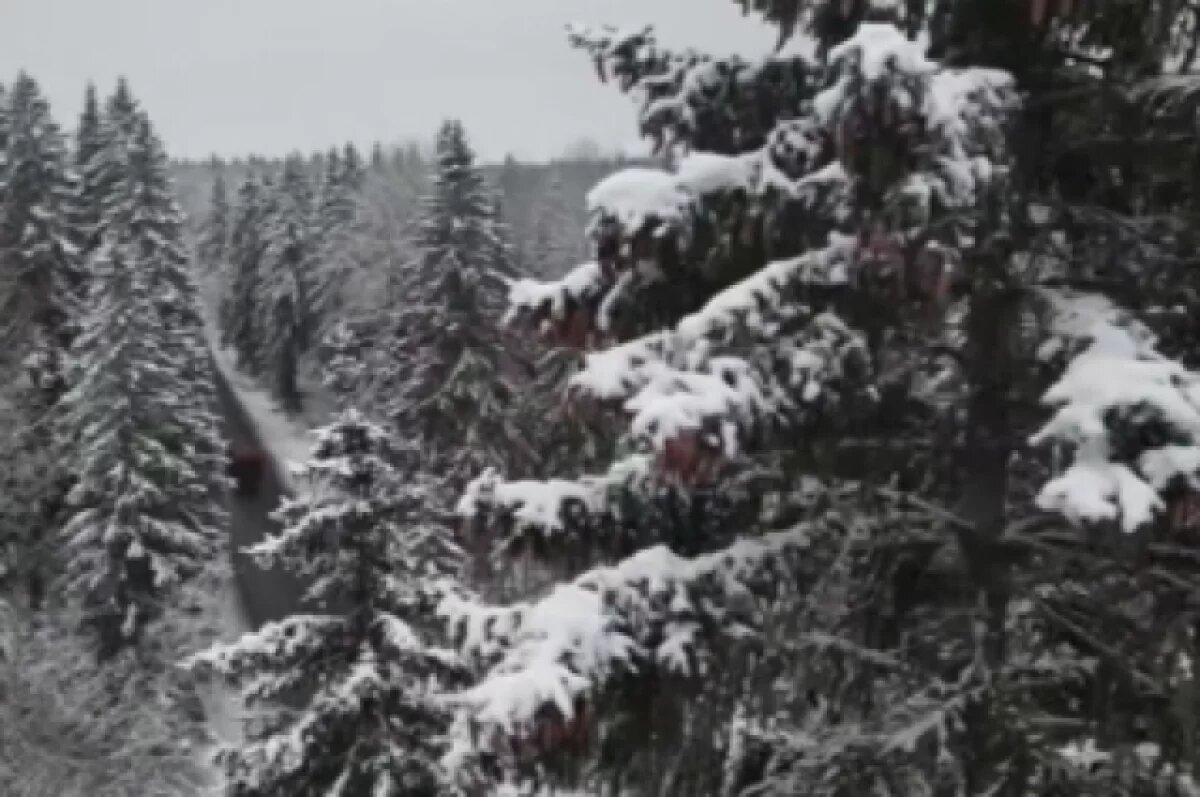    В Петербург везут главную 30-метровую новогоднюю ель