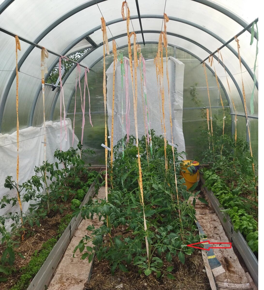 фото 5 июня - почти месяц после высадки