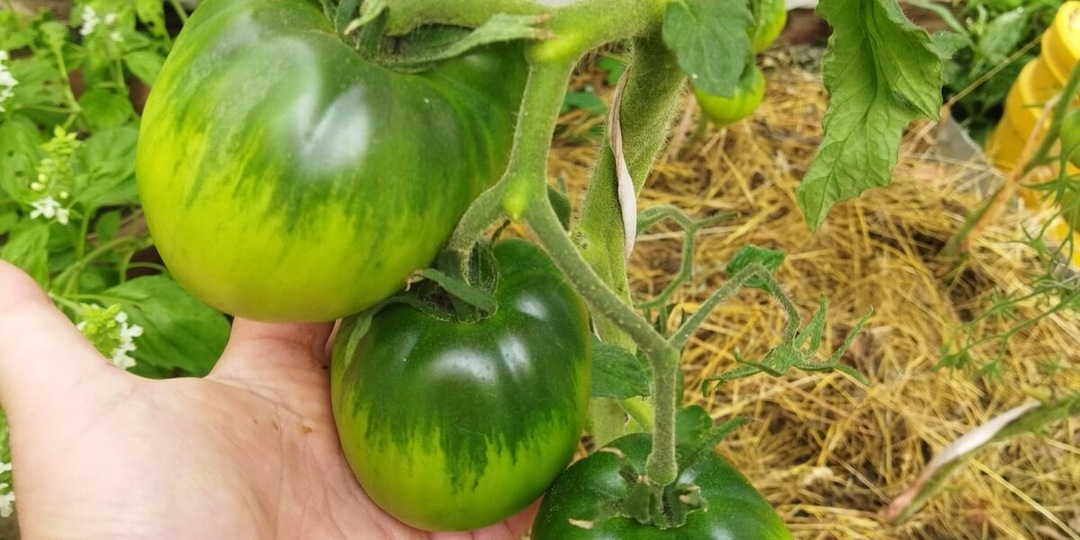 Почему я больше не буду выращивать томат в ОДИН ствол