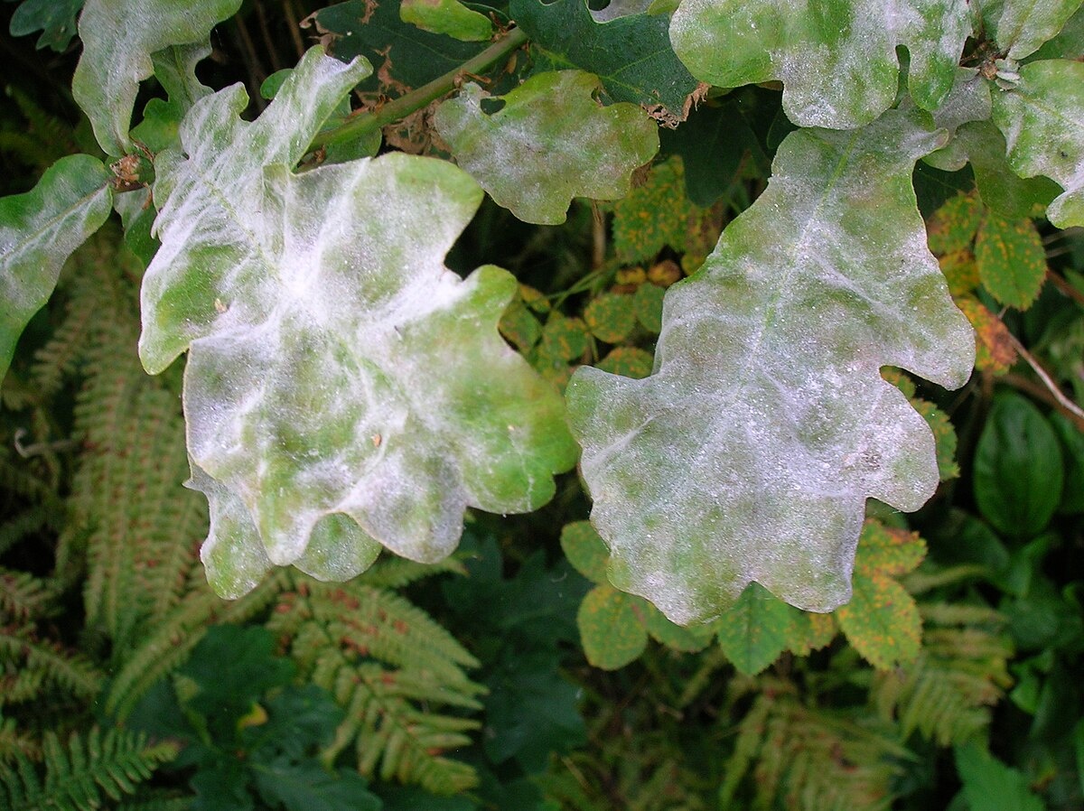 Мучнистая роса (Powdery Mildew). Группа риска: Дуб, Клен (особенно Acer campestre и platanoides), Яблоня, Барбарис.
