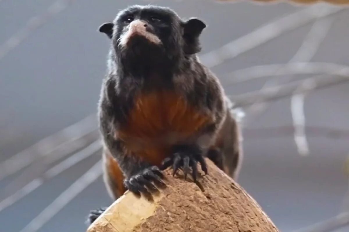    Новосибирский зоопарк знакомит посетителей с краснобрюхими тамаринами