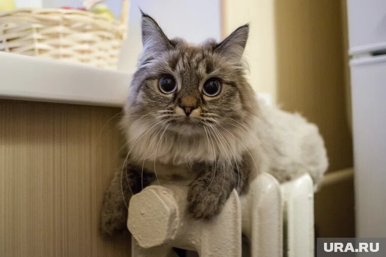 В период холодов многие кошки мерзнут даже дома

Фото: Владимир Жабриков © URA.RU