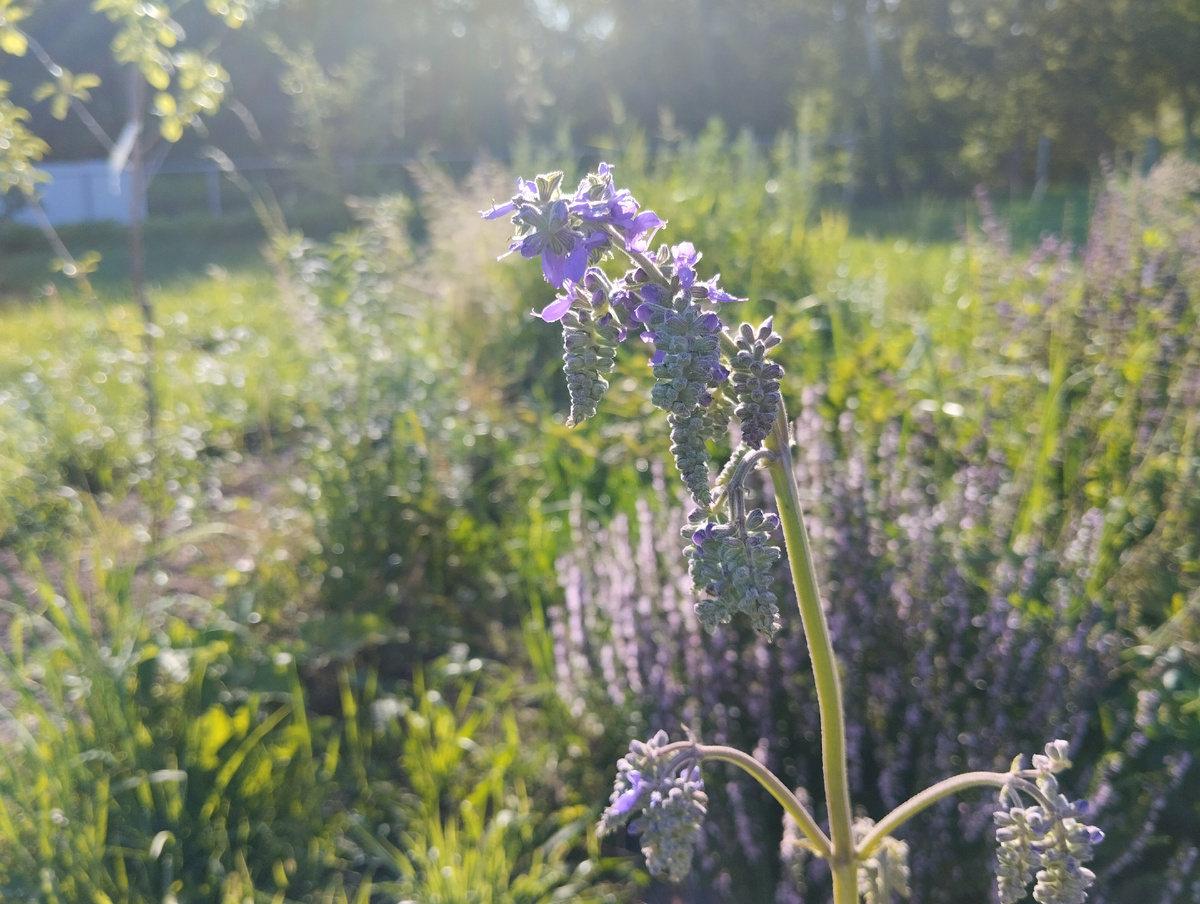 Шалфей поникающий