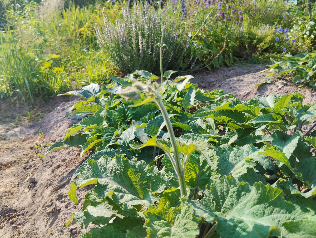 Розетка листьев и первые цветоносы
