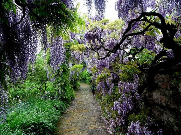 Сад глициний в Вайнхайме, Германия