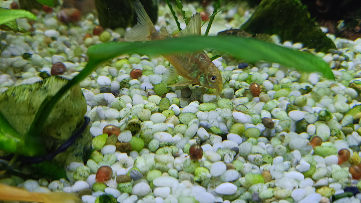 Золотистый коридорас.