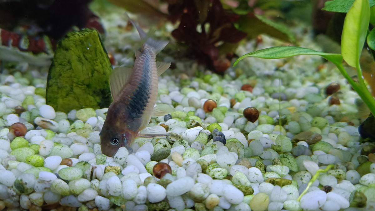 Золотистый коридорас за работой.