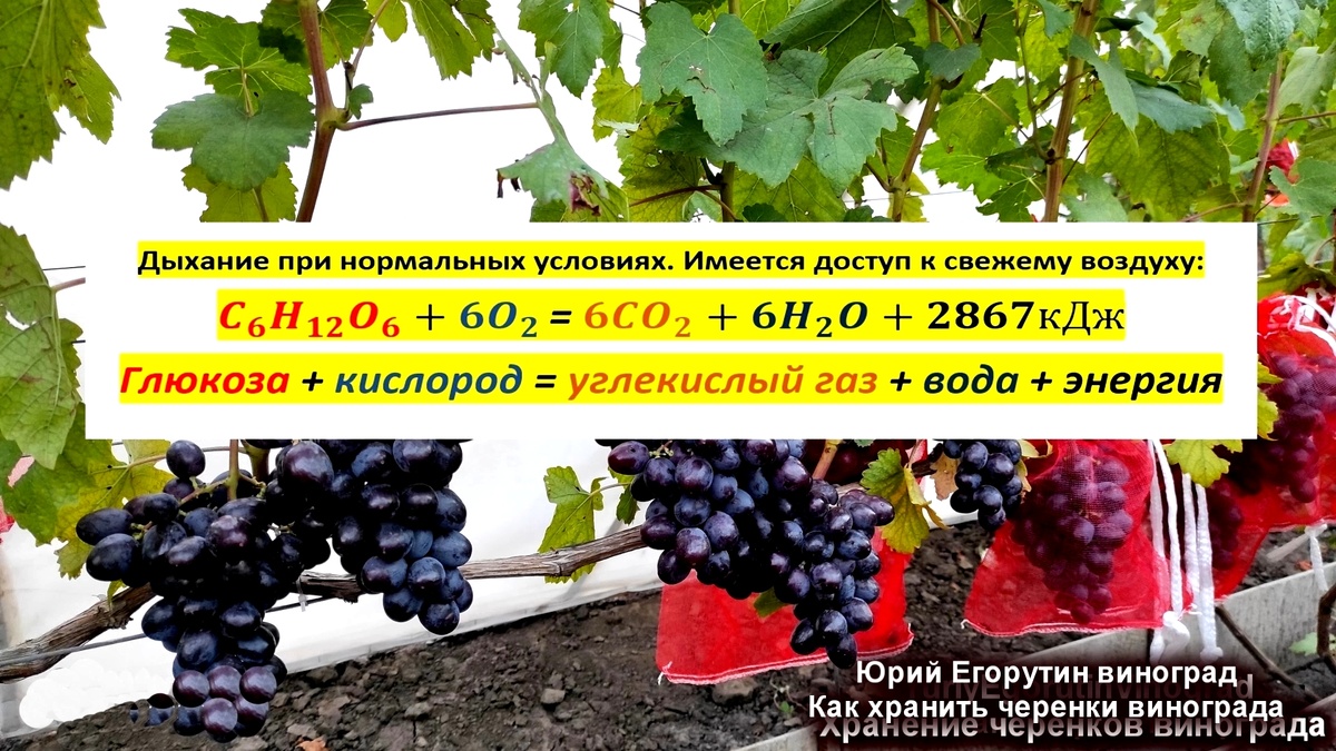 Вот так проиисходит процесс дыхания черенков винограда.