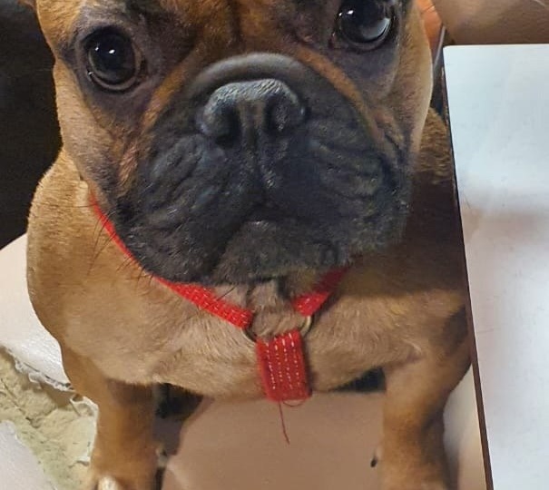 Ищет новый дом #Микки_Маус@frenchbull_help