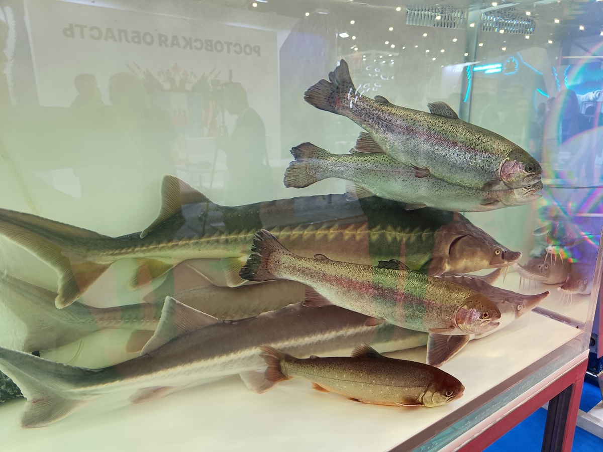    фото: Наталья Соколова