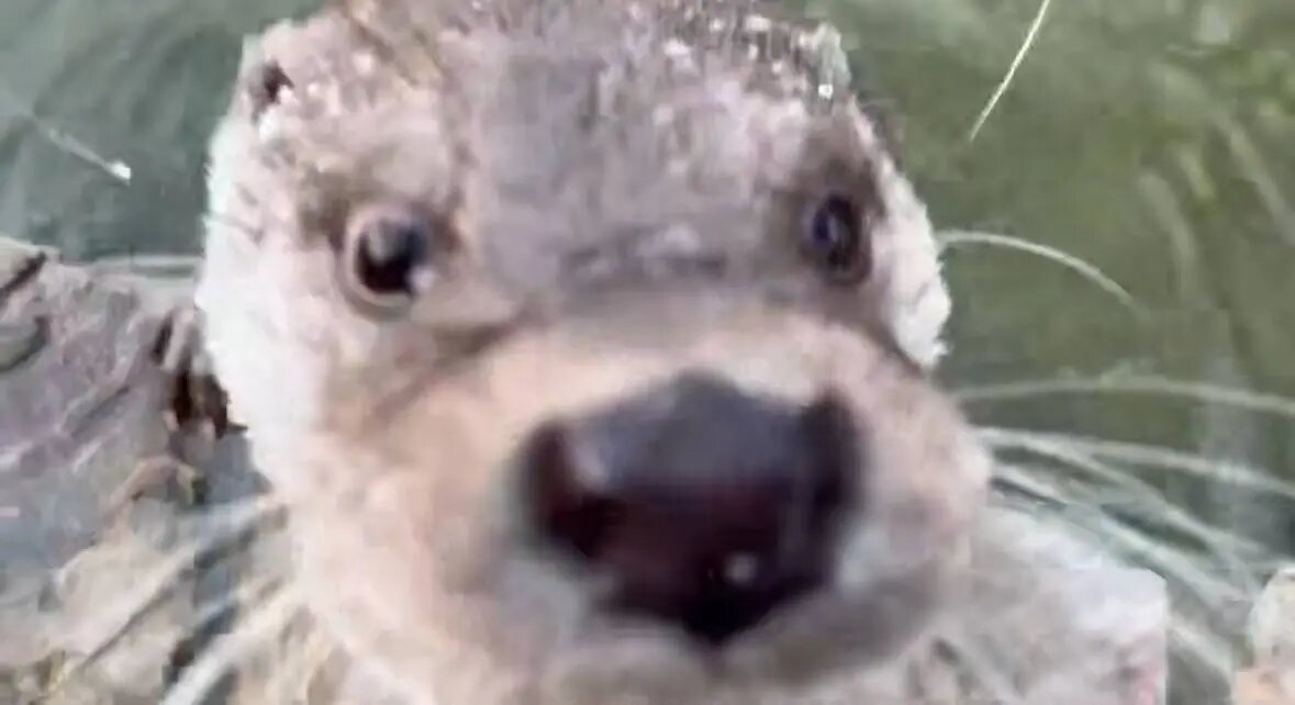    Фото: скриншот видео пресс-службы Ленинградского зоопарка от ведущего зоолога отдела «Хищные млекопитающие» Юлии Гилицкой