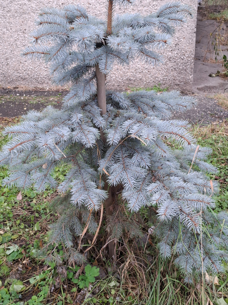 Просто для настроения) Маленькая Голубая ель.  И погода в конце ноября 2025 года
