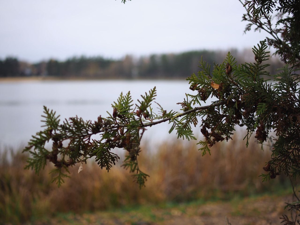 Olympus OM-D E-M10 + Yongnuo 25mm F/1.7