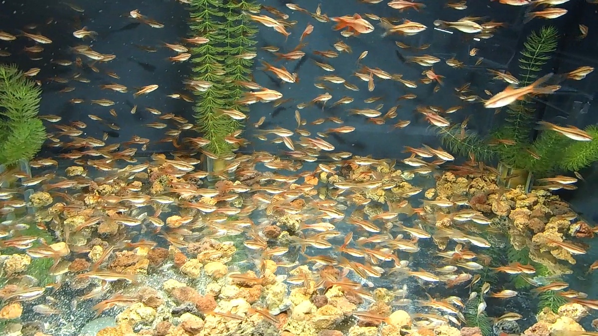 Подростки Вишнёвых Барбусов