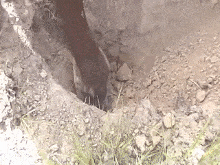 протоптеры