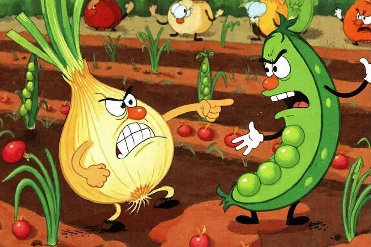    Не все, даже самые культурные, растения мирно уживаются на одной грядке.