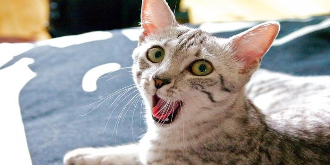 😻Как кошка выбирает себе любимого человека в семье