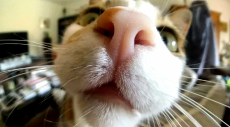 🐱Почему кошкам нравится запах пота человека