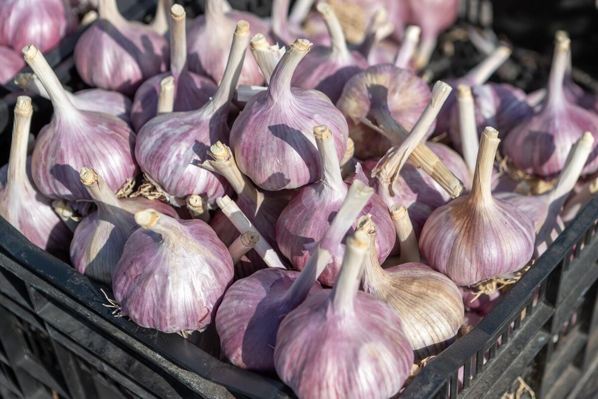 Фото: Олег Золото / «Петербургский дневник»
