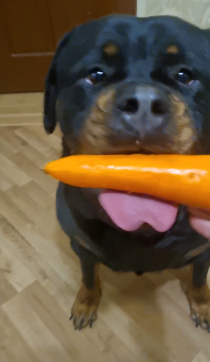 Морковка это конечно не котлетка, но Берта её тоже очень любит.