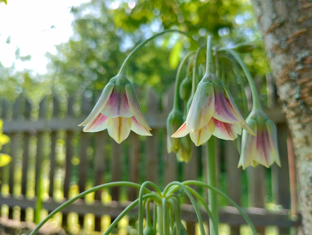 Нектароскордум болгарский или лук сицилийский
