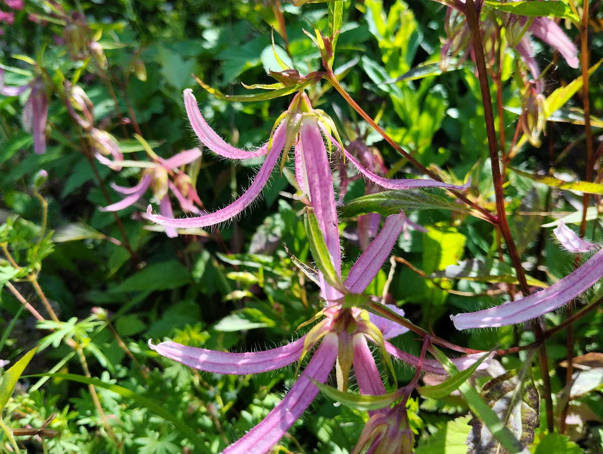 Колокольчик гибридный 'Pink Octopus' 