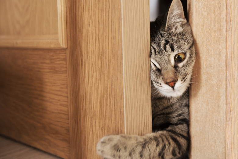 😼Почему кошка идет за вами в туалет или в ванную?