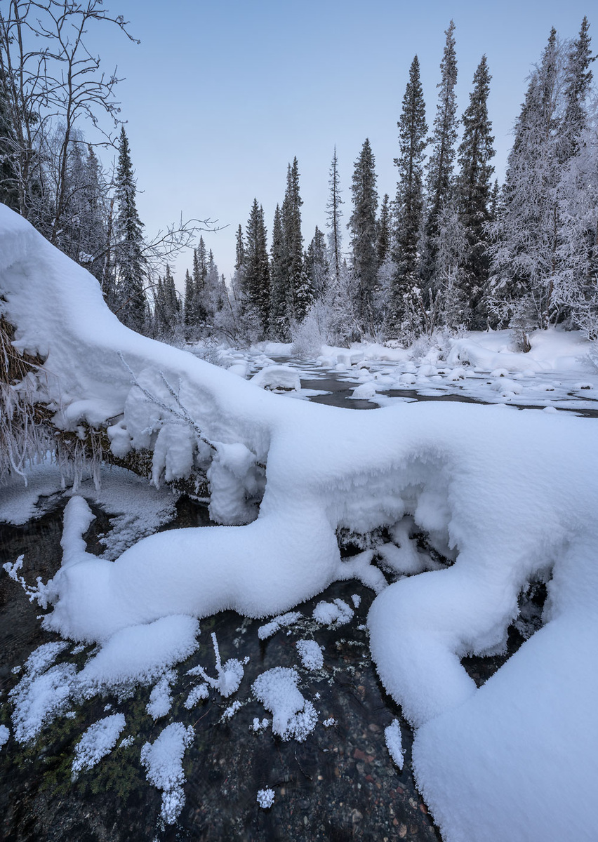 Упавшее в ручей дерево.