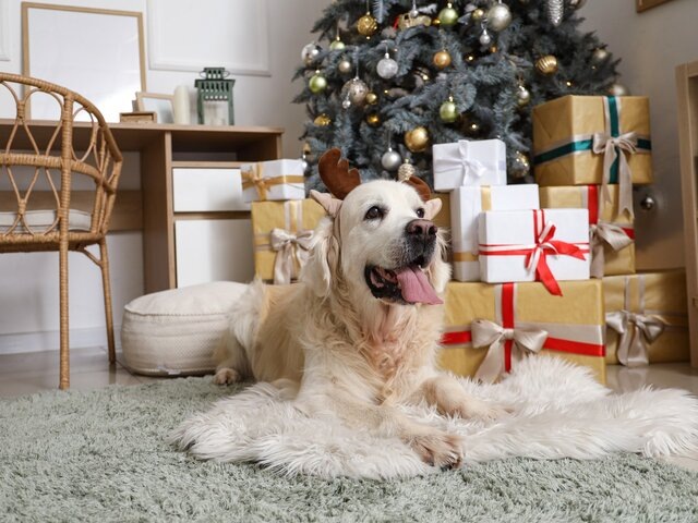    Фото: 123RF.com/serezniy