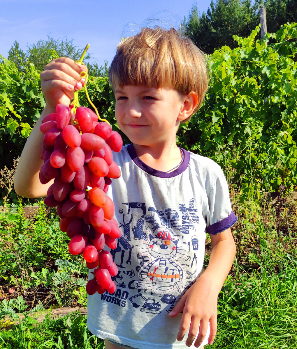 Андрюха любуется гроздью. Перед этим хотел взять более тяжелую, но не смог удержать