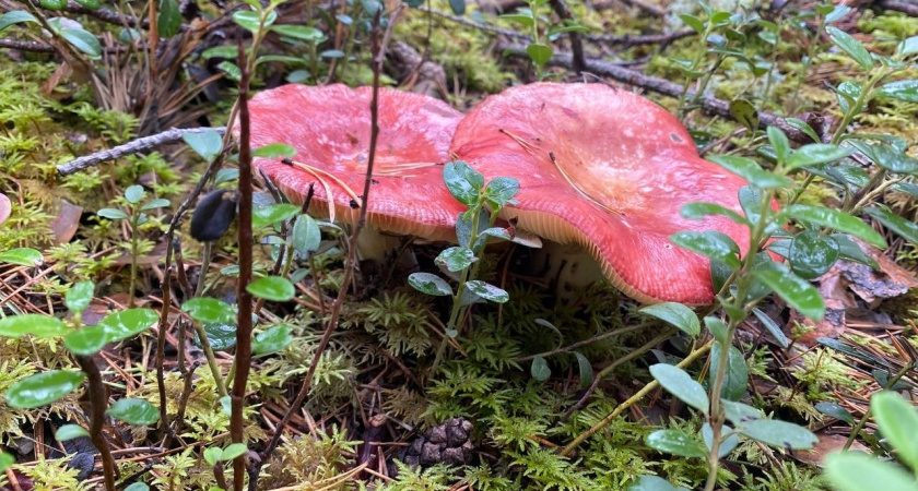    Фото из архива "ПроГорода"