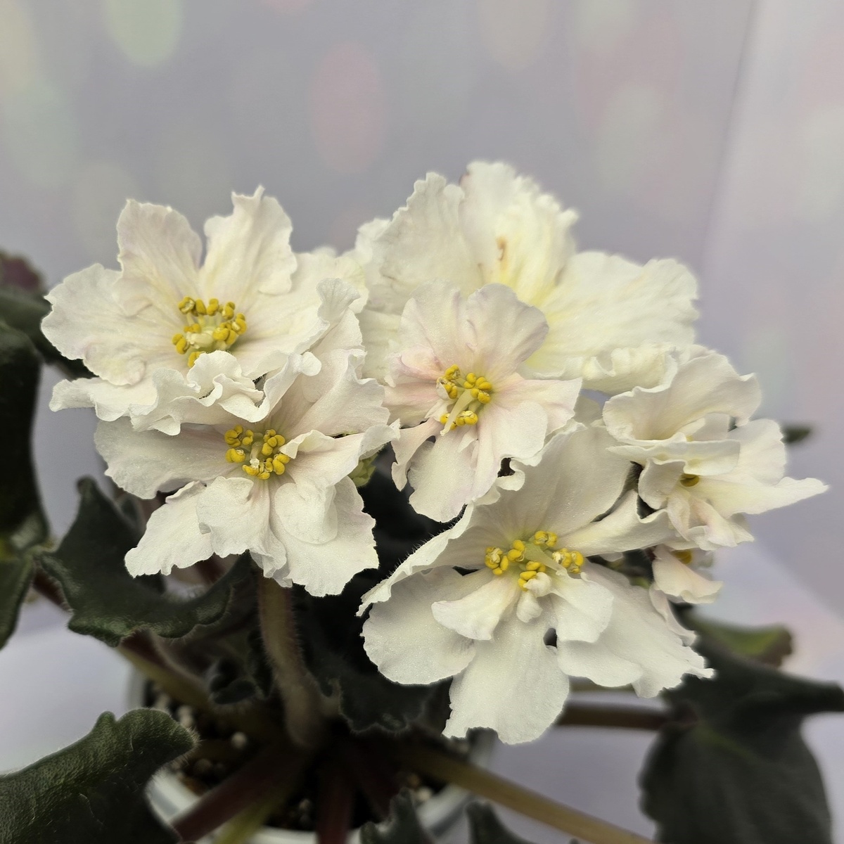 ЕК-Серенада Трубадура