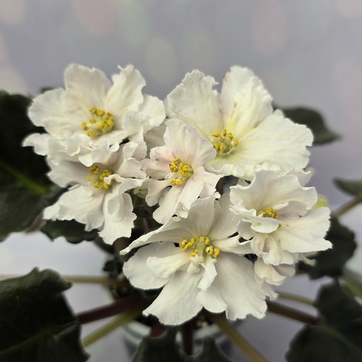 ЕК-Серенада Трубадура