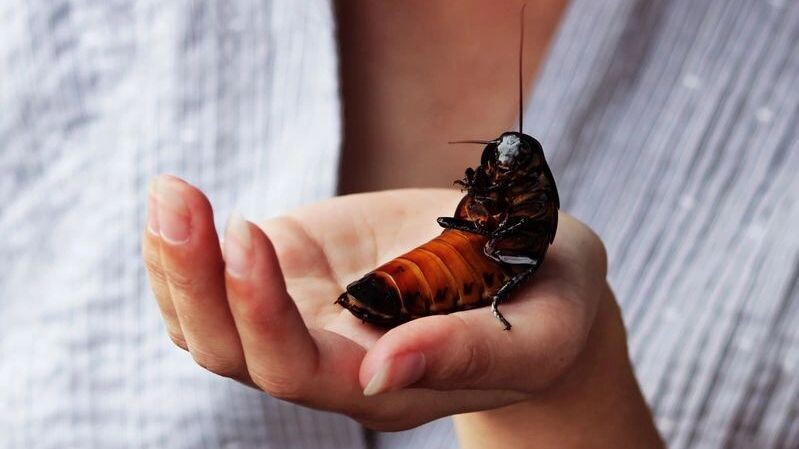    Фото: wolfness72/Shutterstock/Fotodom